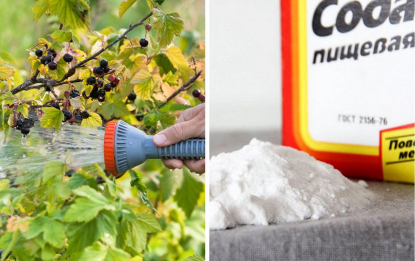 Захист смородини від шкідників