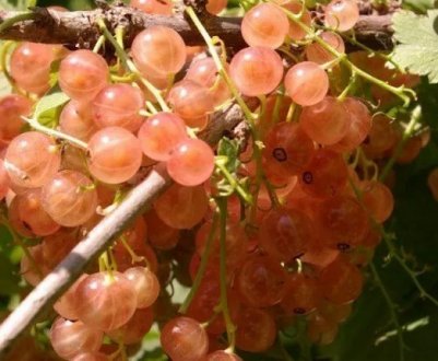 Червона смородина Голландська рожева: основні характеристики