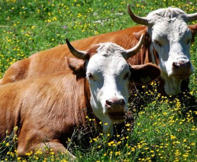 Лептоспіроз у корів: симптоми та лікування