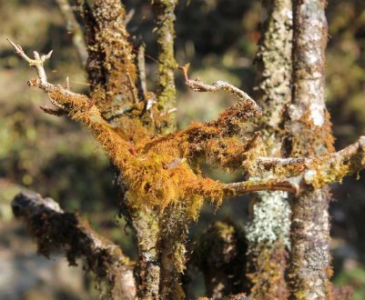 Як боротися з лишайником і мохом на смородині