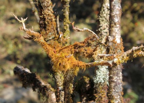 Як боротися з лишайником і мохом на смородині