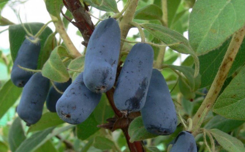 Жимолость Ленінградський велетень