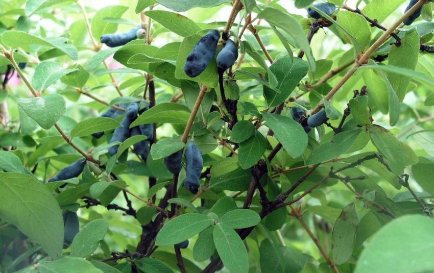 Жимолость Ленінградський велетень