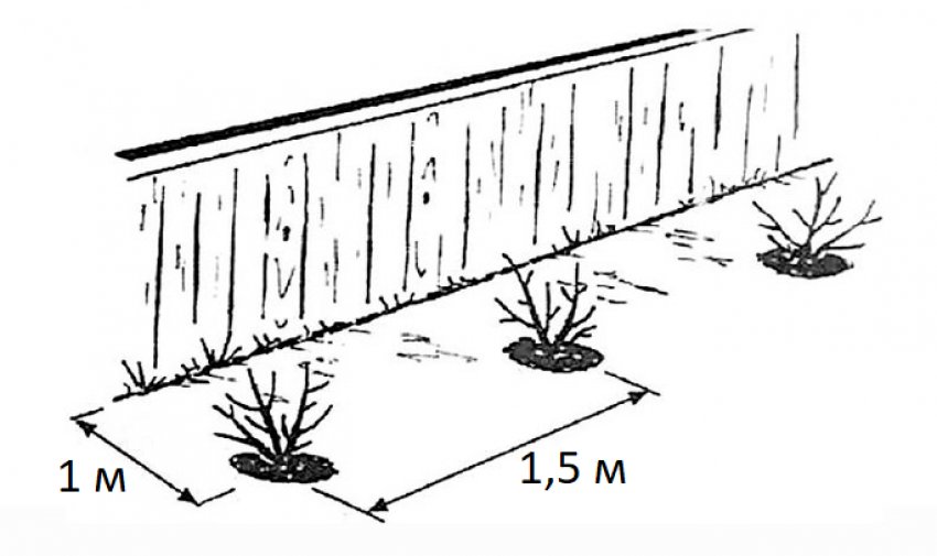 Відстань між кущами жимолості