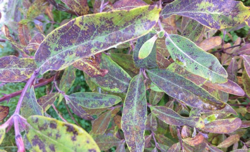 Вірус мозаїки на жимолості