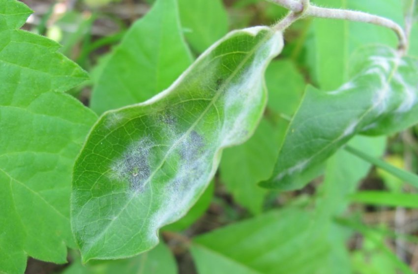 Борошниста роса на жимолості