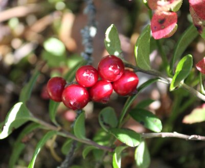 Вирощування брусниці: як садити і доглядати