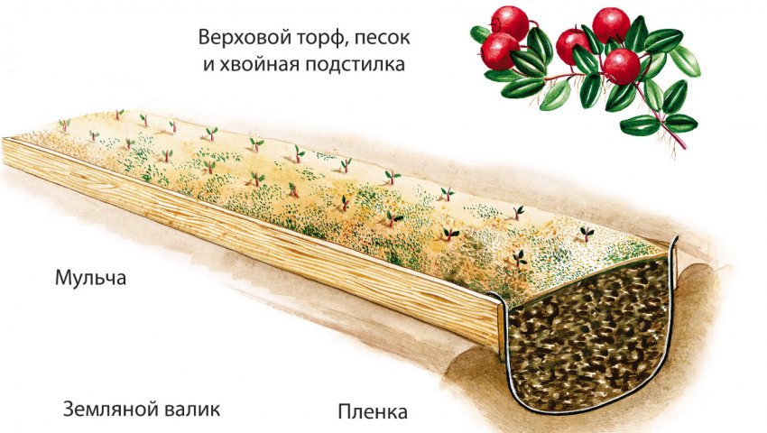 Как вырастить бруснику на садовом участке. Смотреть фото Как вырастить бруснику на садовом участке. Смотреть картинку Как вырастить бруснику на садовом участке. Картинка про Как вырастить бруснику на садовом участке. Фото Как вырастить бруснику на садовом участке