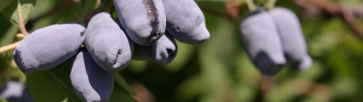 Суперсолодка жимолость Омега — основні характеристики