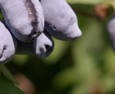 Суперсолодка жимолость Омега — основні характеристики