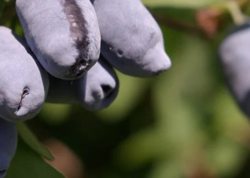 Суперсолодка жимолость Омега — основні характеристики