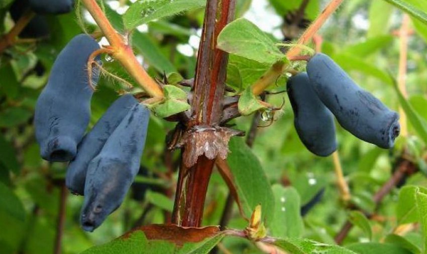 Жимолость Омега Жимолость Омега