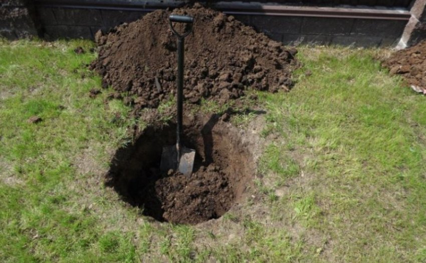 Місце для посадки жимолості Місце для посадки жимолості