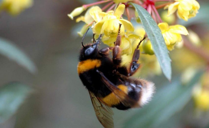 Джміль Джміль