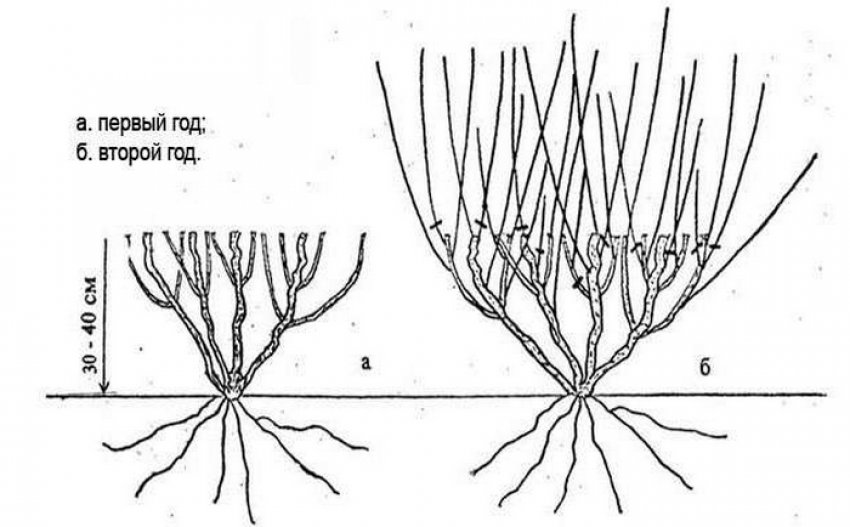 Обрізка жимолості Обрізка жимолості