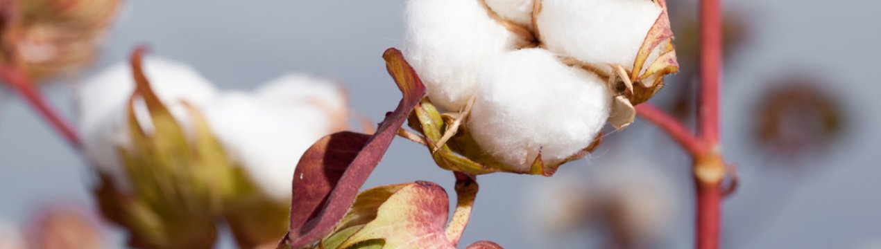 В Індії посилюється вимога скасувати заборону на HTBT-бавовна