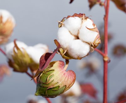 В Індії посилюється вимога скасувати заборону на HTBT-бавовна