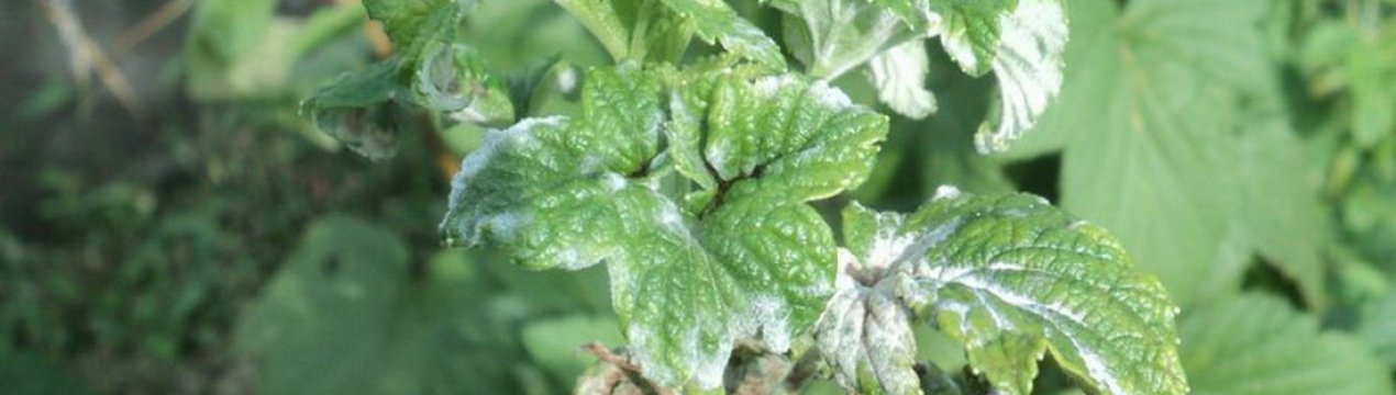 Методи боротьби проти борошнистої роси на смородині