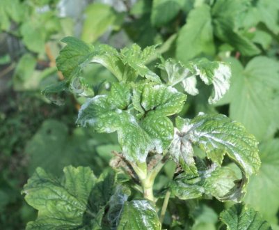 Методи боротьби проти борошнистої роси на смородині