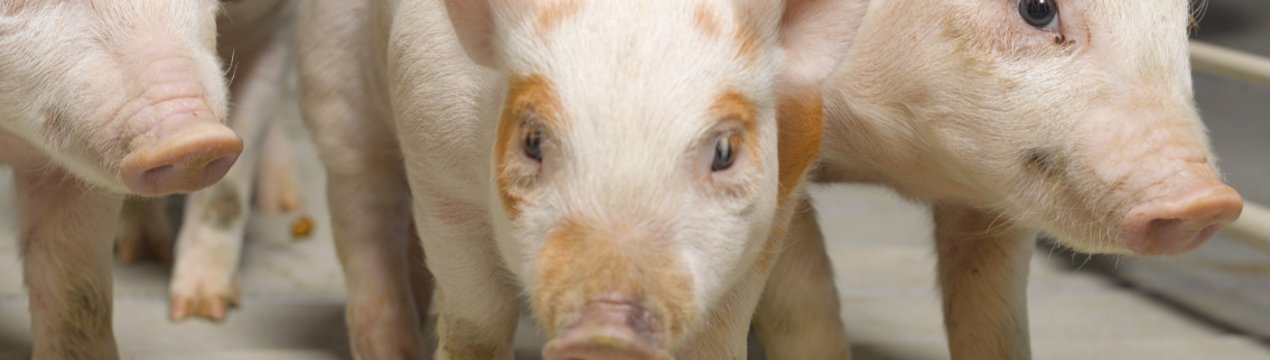 В Ірландії ціни на свинячі голови і вуха «ульотні»