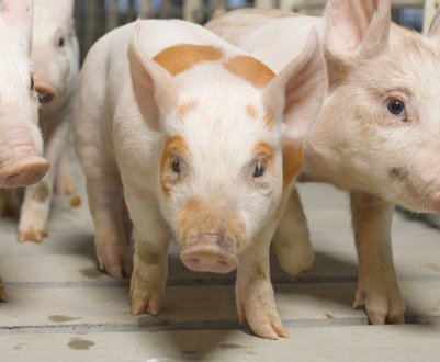 В Ірландії ціни на свинячі голови і вуха «ульотні»