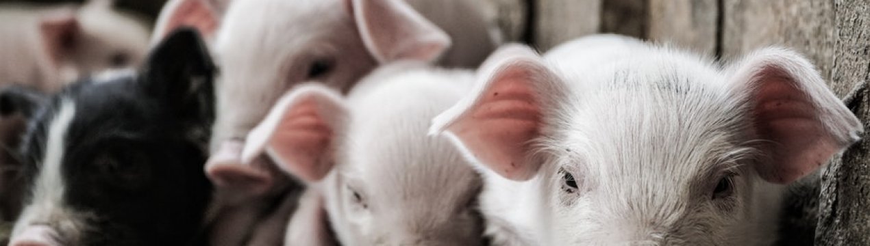 72% промислового поголів'я свиней України сконцентровано на 124 фермах