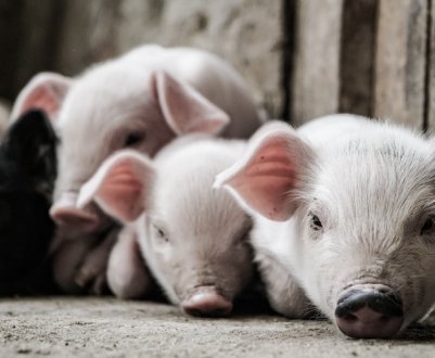 72% промислового поголів'я свиней України сконцентровано на 124 фермах 