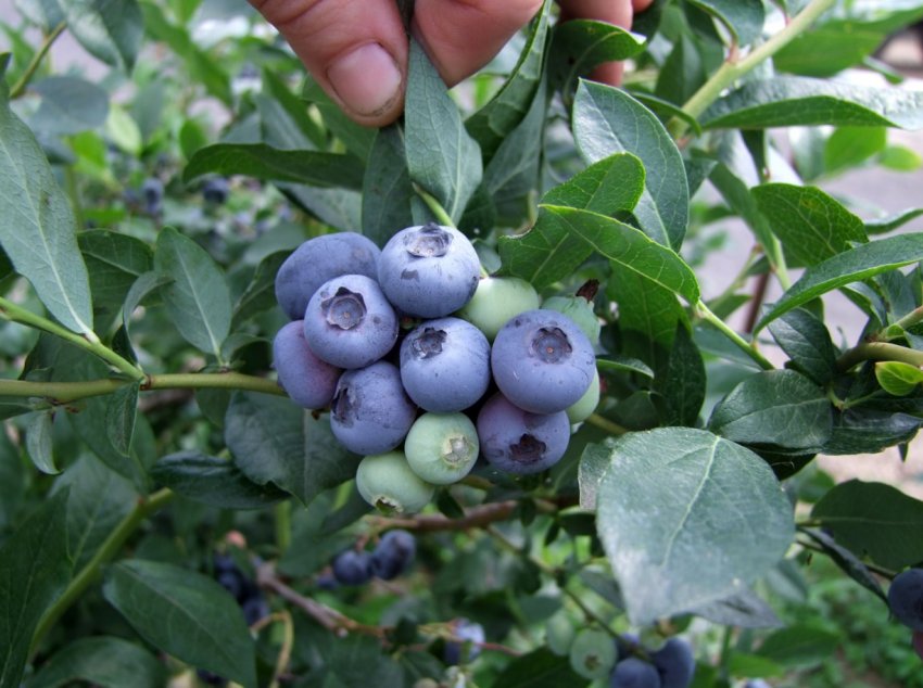 Київське господарство «Ягідки» почне продаж саджанців лохини Київське господарство «Ягідки» почне продаж саджанців лохини