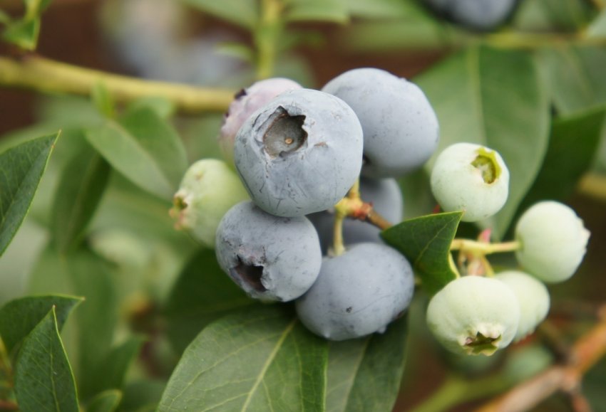 Київське господарство «Ягідки» почне продаж саджанців лохини Київське господарство «Ягідки» почне продаж саджанців лохини