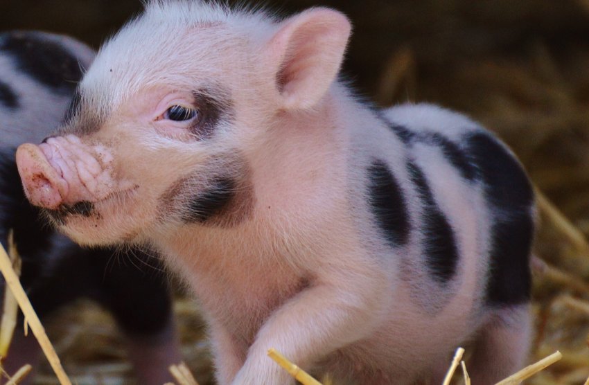 72% промислового поголів'я свиней України сконцентровано на 124 фермах