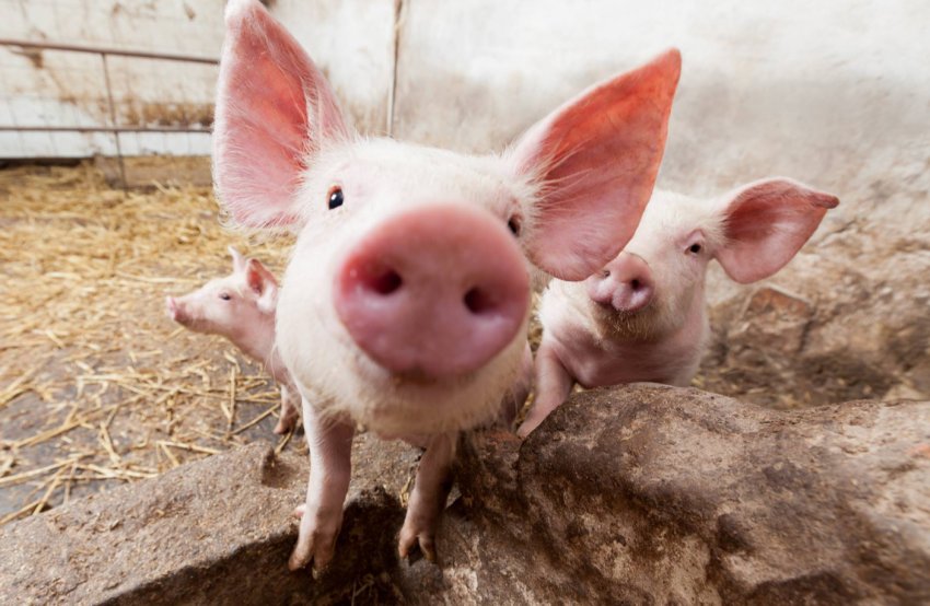72% промислового поголів'я свиней України сконцентровано на 124 фермах