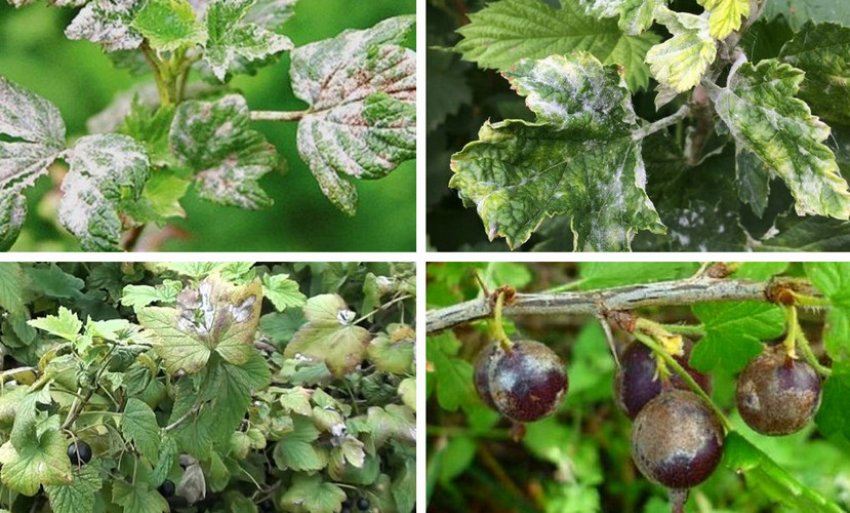 Борошниста роса на смородині Борошниста роса на смородині