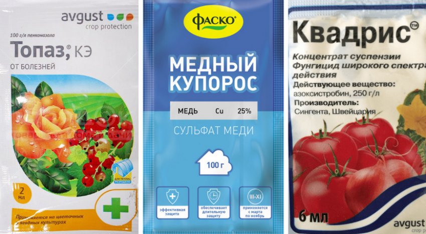 Препарати для боротьби з борошнистою росою Препарати для боротьби з борошнистою росою