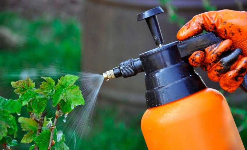 Обприскування смородини Обприскування смородини