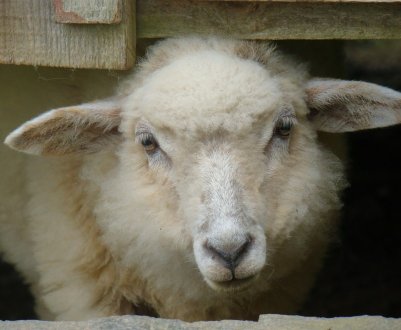 Лиходії з Болградського району були спіймані з краденої отарою овець