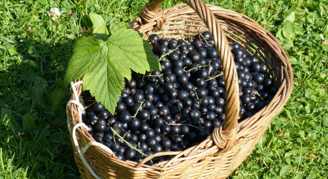 Сорт смородины зуша отзывы. . Сорт смородины зуша отзывы фото. Сорт смородины зуша отзывы-. картинка Сорт смородины зуша отзывы. картинка . Подвид такой плодово-ягодной культуры, как смородина, с темным окрасом ягод, который будет рассмотрен более подробно в этой статье является представителем сортов со средним периодом вызревания плодов. Чёрная смородина Зуша появилась во ВНИИ селекции плодовых культур, благодаря трудам таких ученых-селекционеров, как Т.П. Огольцова, С.Д. Князев, Л.В. Баянова, путем селекции подвидов Минай Шмырев и Ершистая. В 2001 году сорт смородины Зуша был внесен в Государственный реестр и районирован по Центрально-Черноземному региону.