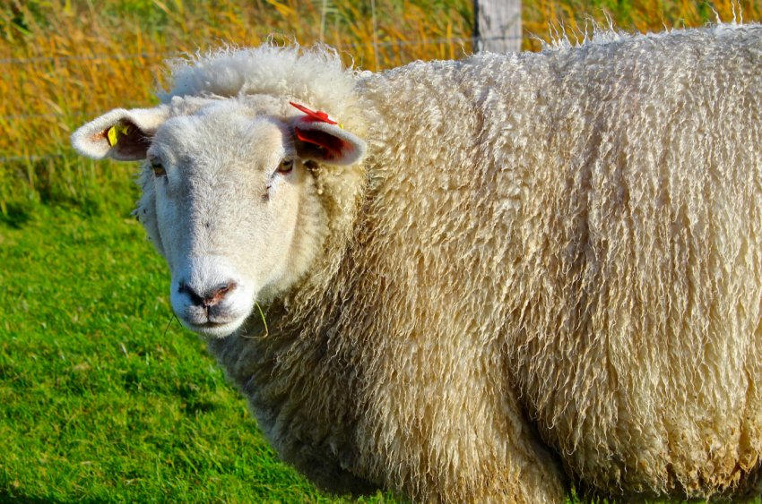 Лиходії з Болградського району були спіймані з краденої отарою овець Лиходії з Болградського району були спіймані з краденої отарою овець
