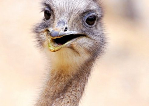 Страус Нанду: опис і фото, де мешкає, особливості та зовнішні характеристики