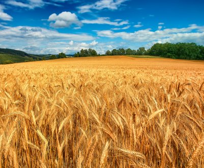 Ставропіллі постачає зерном Азербайджан