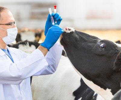 Амурський худобу захистили від сказу