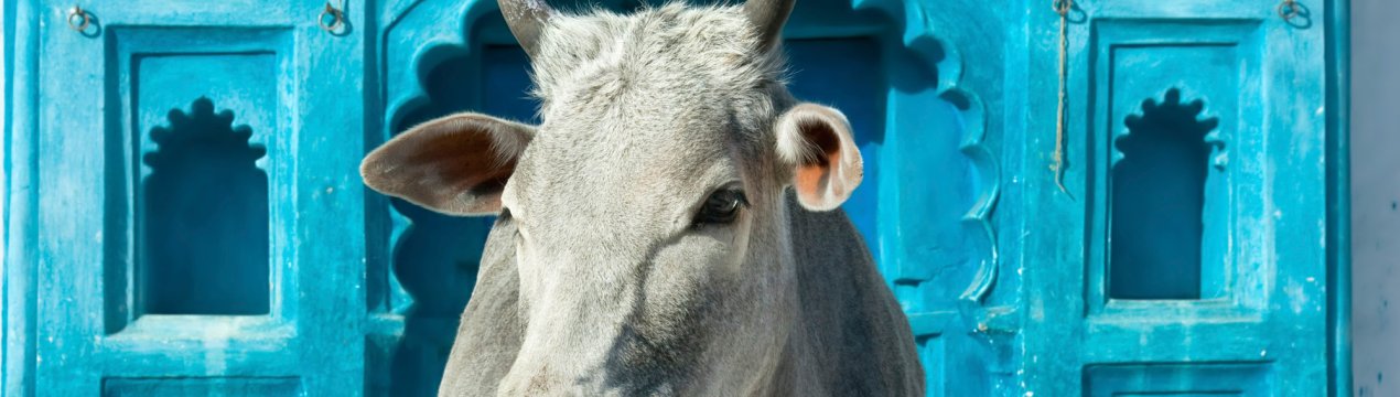 На пермських просторах завершується будівництво ферми для «мармурових» корів