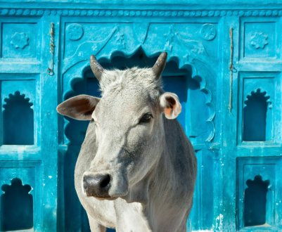 На пермських просторах завершується будівництво ферми для «мармурових» корів