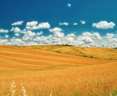 Поблизу Маріуполя невідомі особи підпалюють поля фермерів