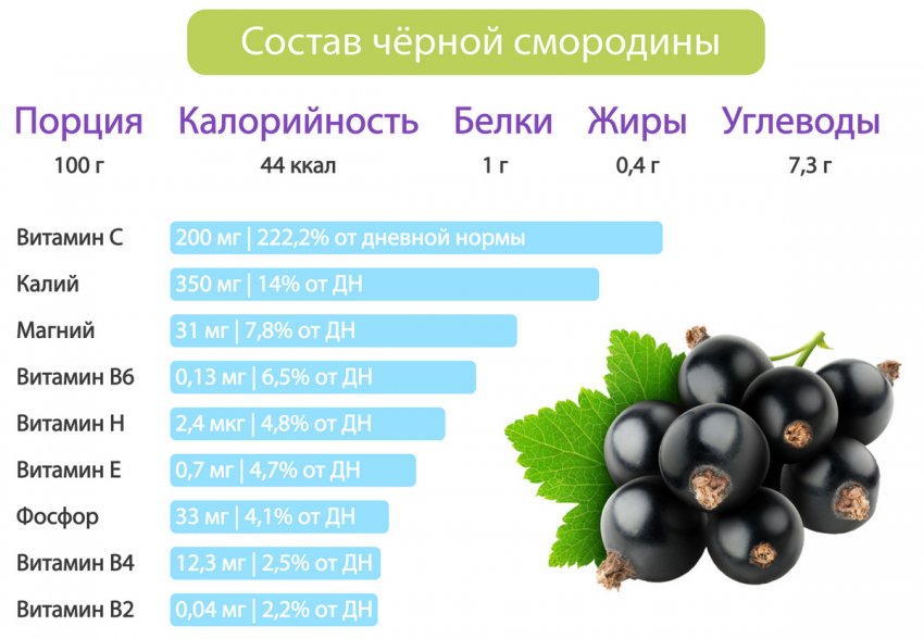 Смородина шаровидная описание сорта фото