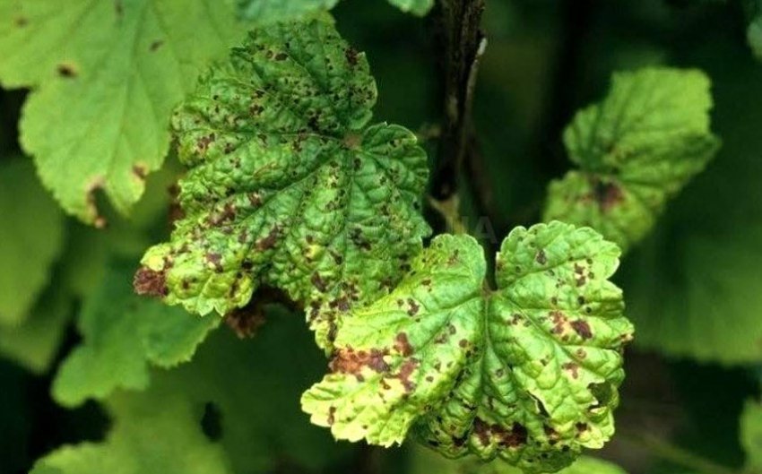 Антракноз смородини Антракноз смородини