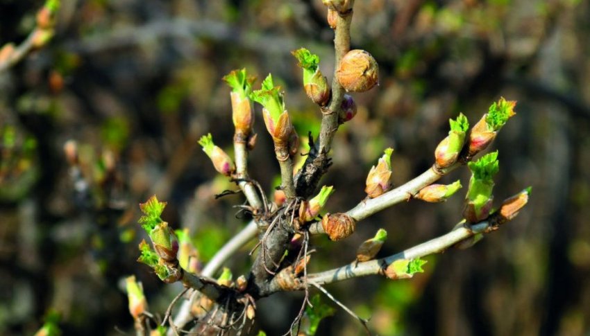 Смородина уражена почковым кліщем Смородина уражена почковым кліщем