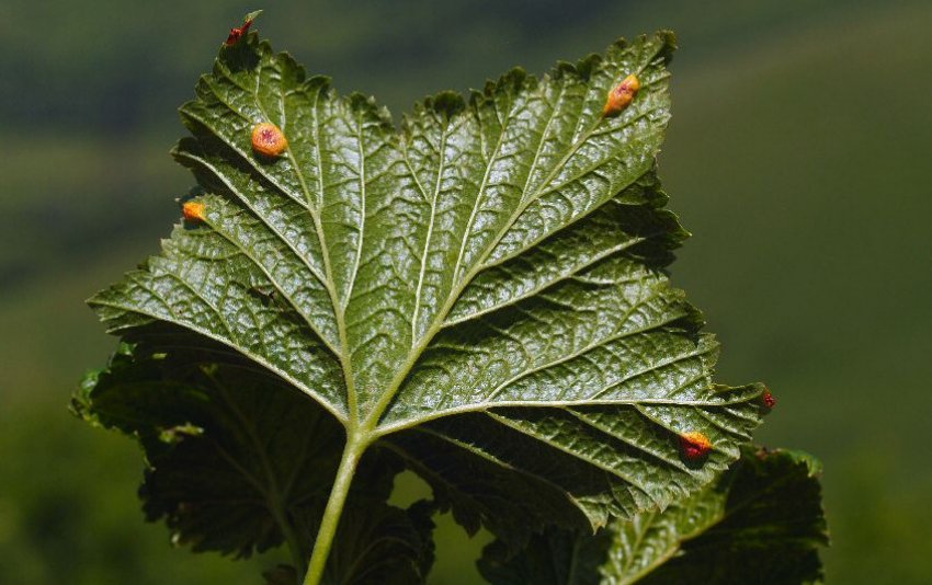 Іржа на листках смородини Іржа на листках смородини