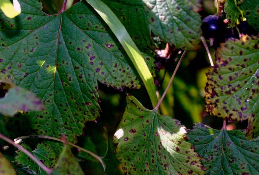 Біла плямистість на листках смородини Біла плямистість на листках смородини