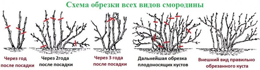 Обрізка смородини Обрізка смородини