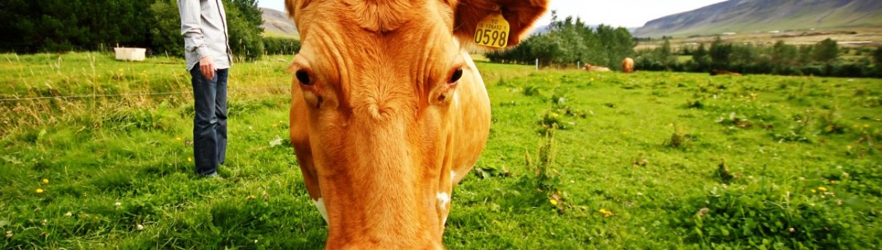 У Північній Ірландії фермерів закликають «думати безпечно»